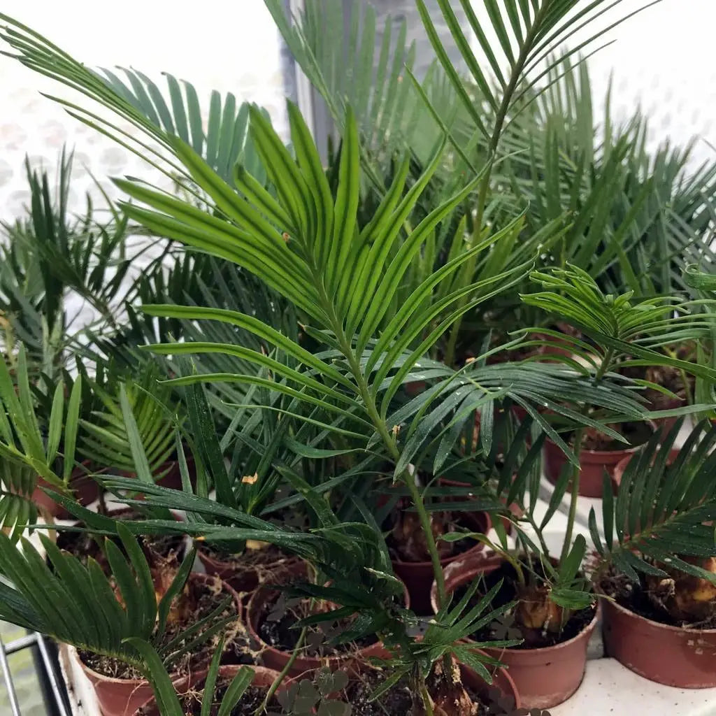 Buy Sago Palm (Cycas sp.) online