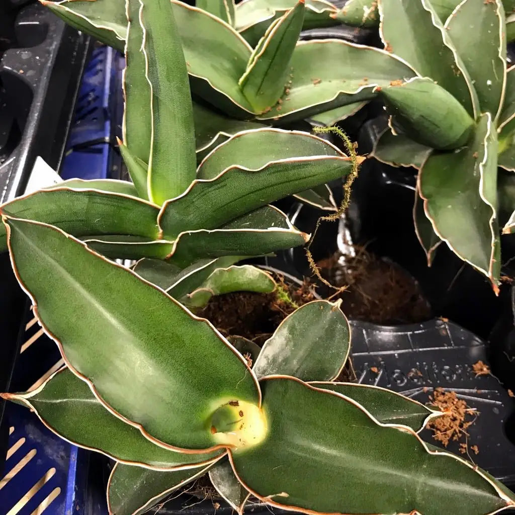 Buy Samurai Dwarf Sansevieria (Sansevieria trifasciata) online
