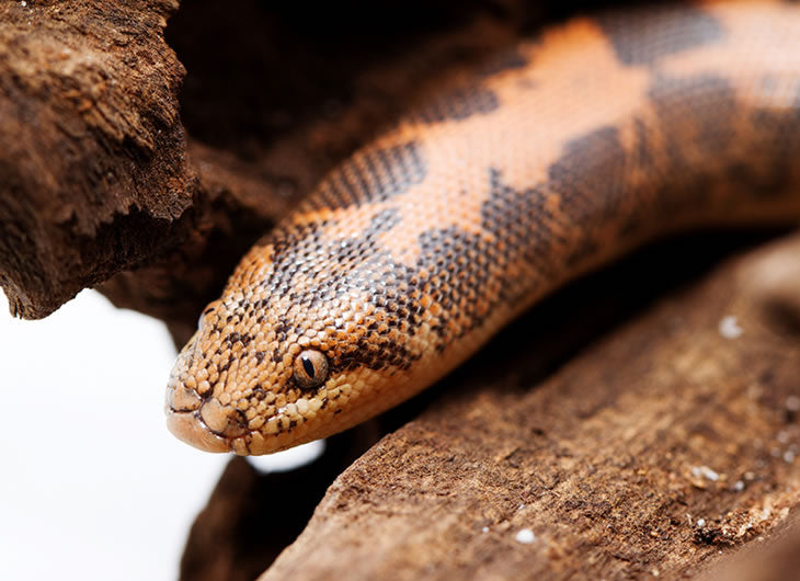 Kenyan Sand Boa Care Sheet  Expert Guide to Happy, Healthy Snakes –  Dubia.com