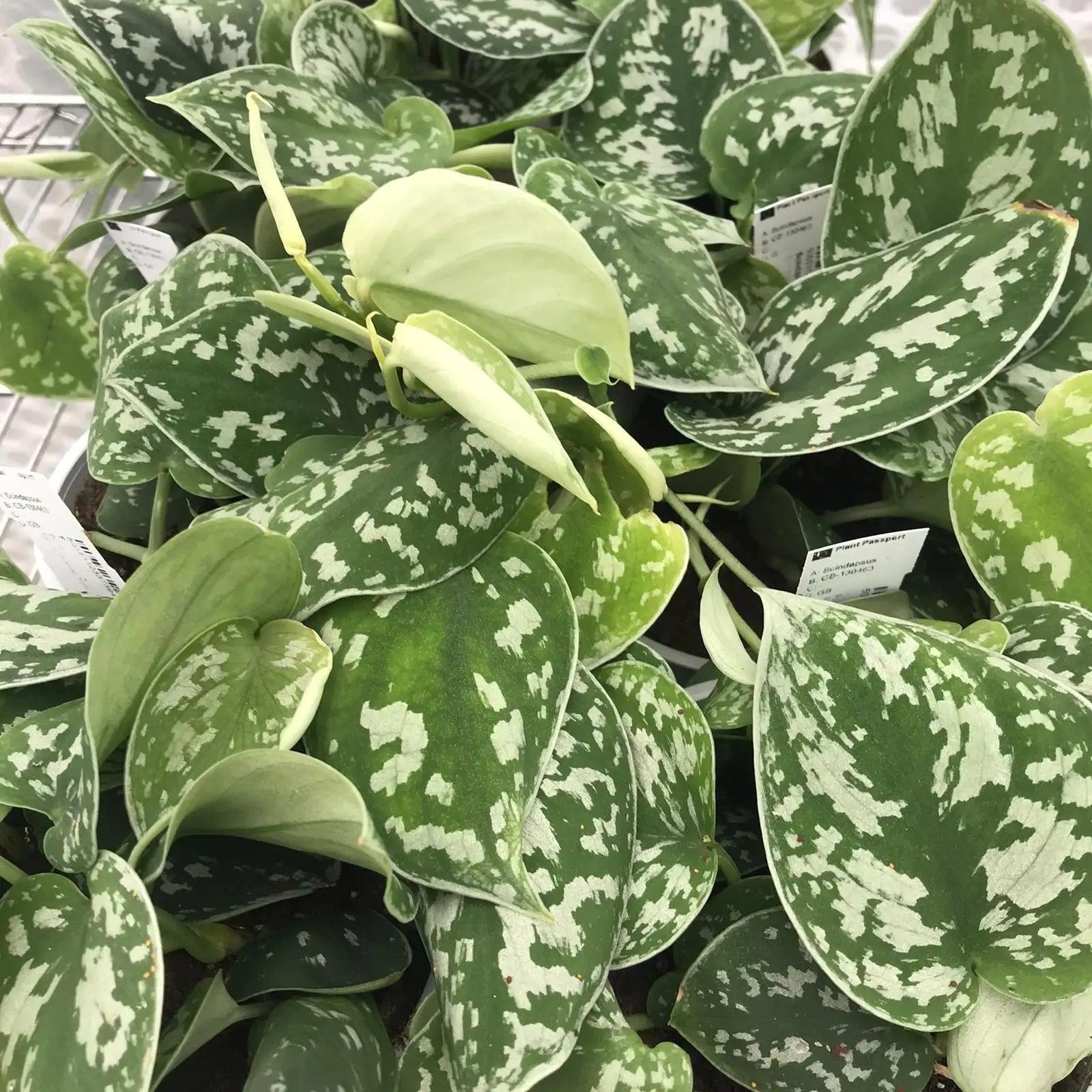 Buy Satin Pothos (Scindapsus pictus) online