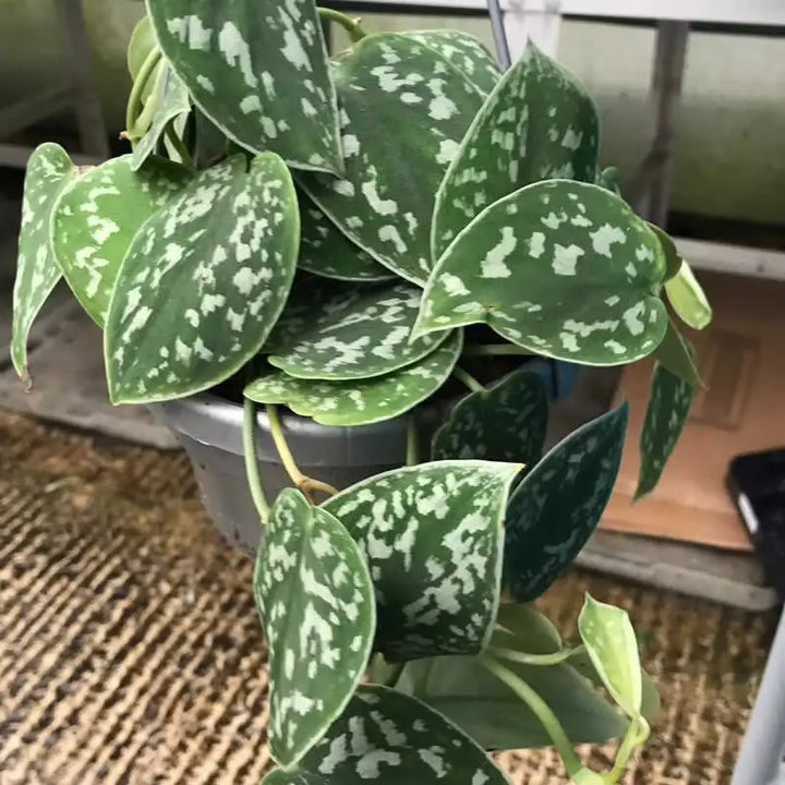 Buy Satin Pothos (Scindapsus pictus) (PPL261XLH) Online at £18.99 from Reptile Centre