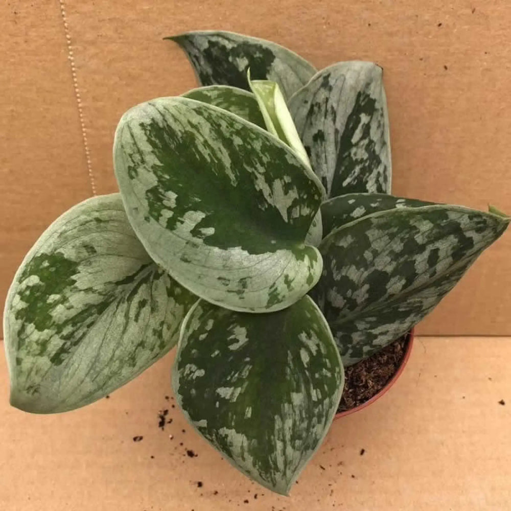 Buy Satin Pothos (Scindapsus pictus) (PPL261M) Online at £7.59 from Reptile Centre
