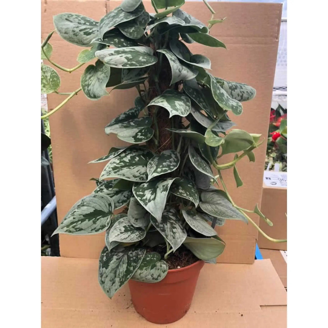 Buy Satin Pothos (Scindapsus pictus) (PPL261XLM) Online at £31.34 from Reptile Centre