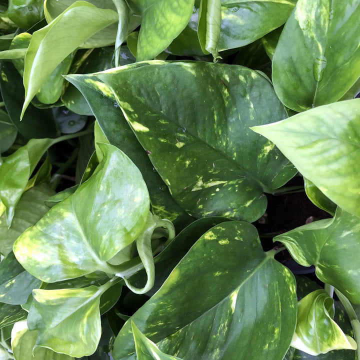 Buy Satin Pothos (Scindapsus pictus) (PPL261S) Online at £4.74 from Reptile Centre