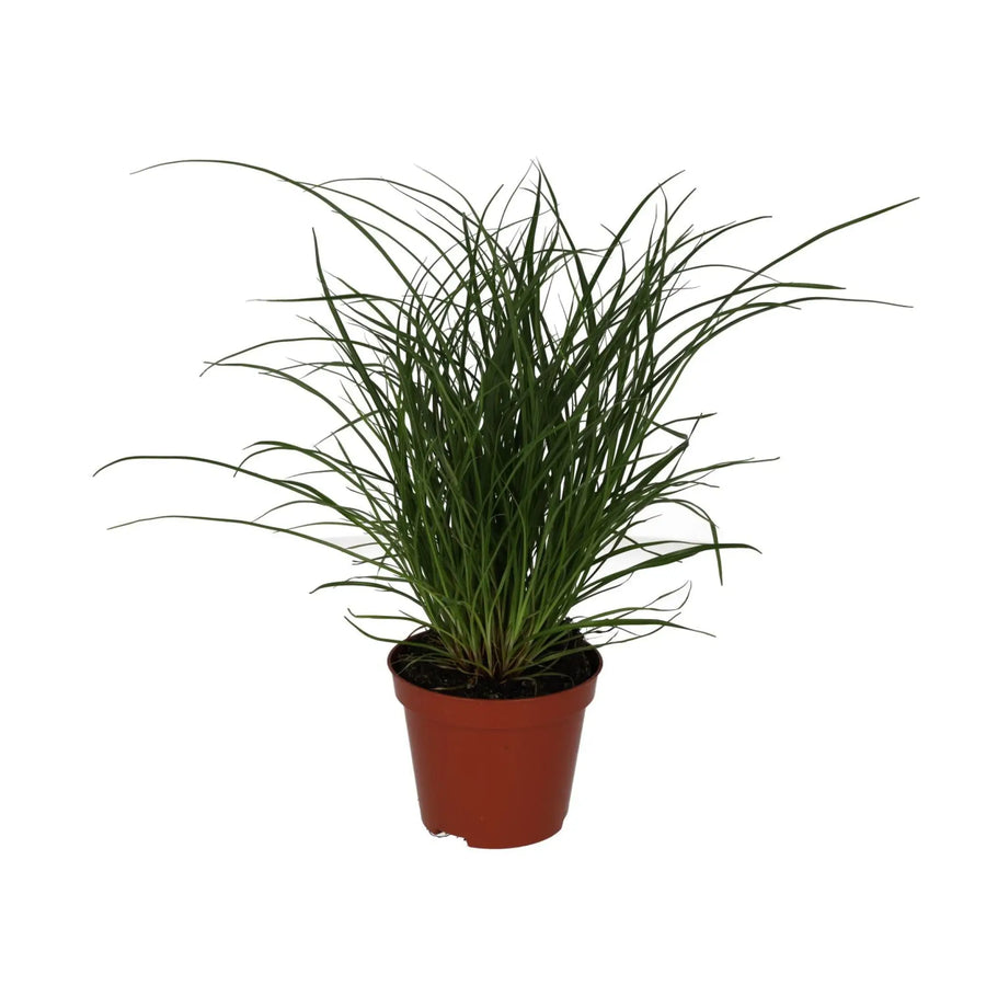 Sedge Grass (Carex brunnea)