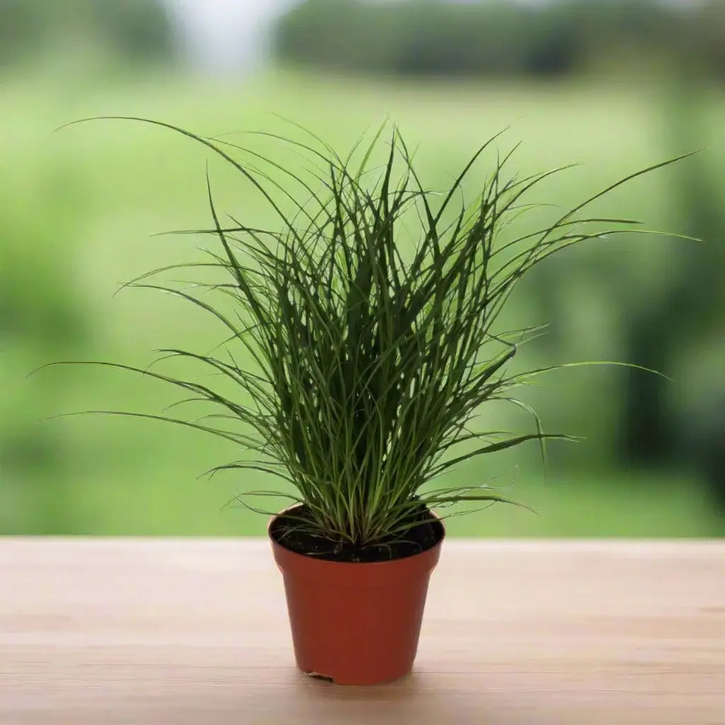 Sedge Grass (Carex brunnea)