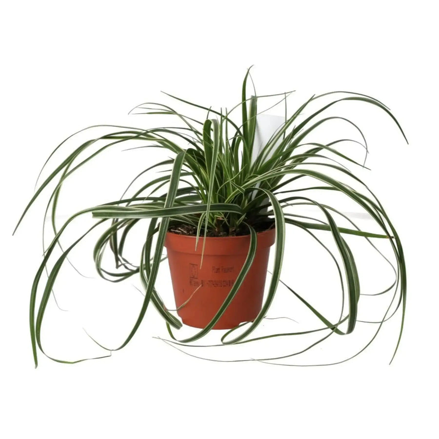 Sedge Grass 'Everest'