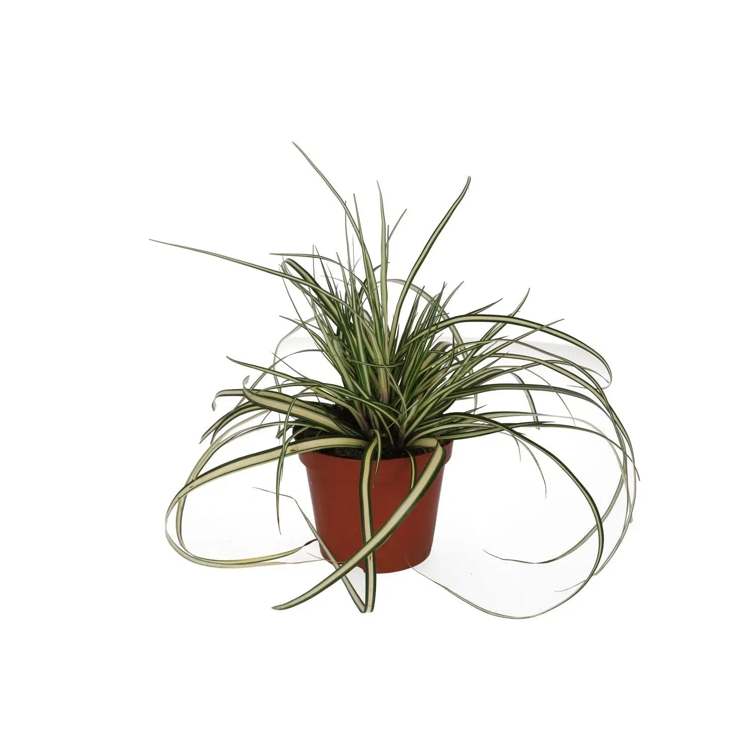 Buy Sedge Grass 'Evergold' (Carex hachijoensis) online