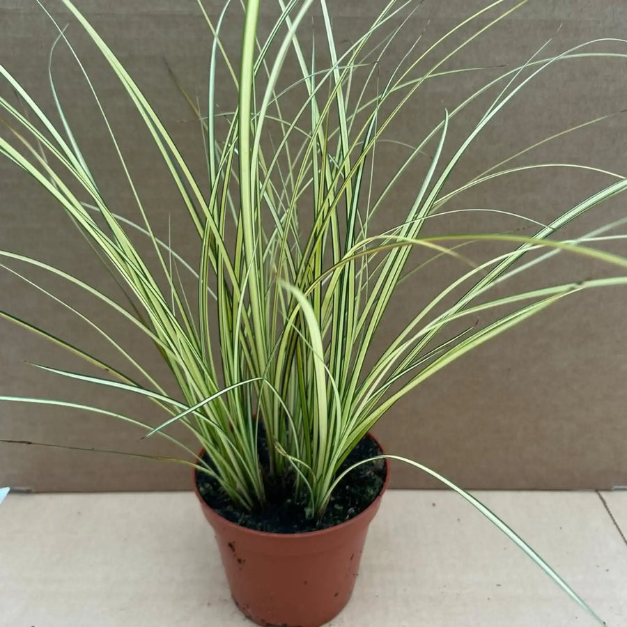 Sedge Grass 'Jenneke' (Carex brunnea)