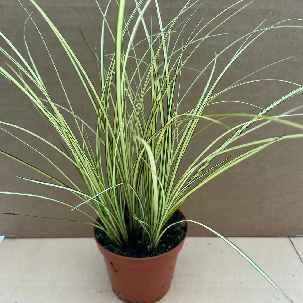 Buy Sedge Grass 'Jenneke' (Carex brunnea) online