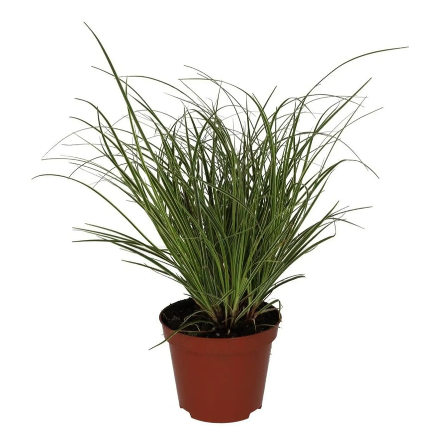 Sedge Grass 'Jubilo' (Carex brunnea)