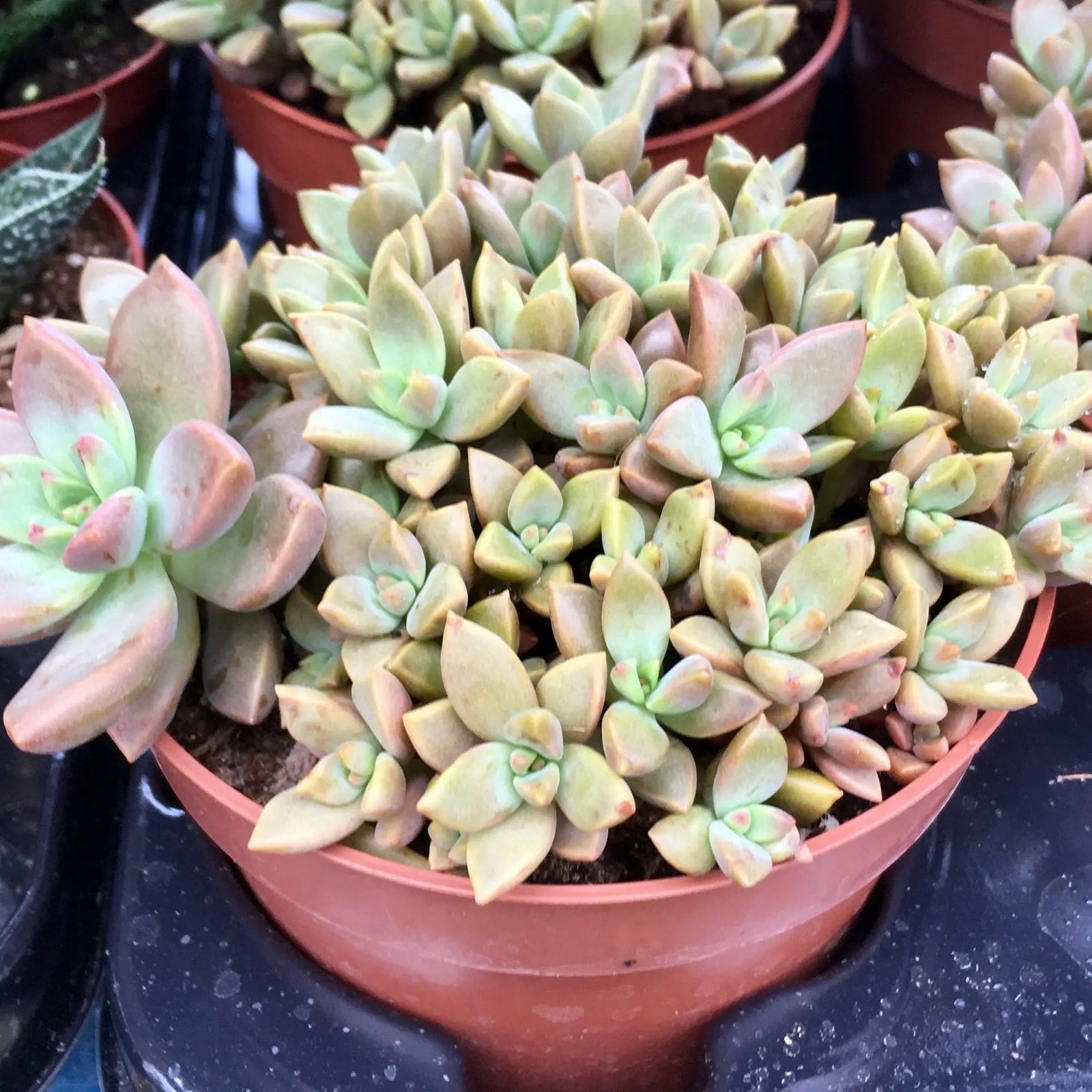 Buy Sedum 'Bordeauxhart' online
