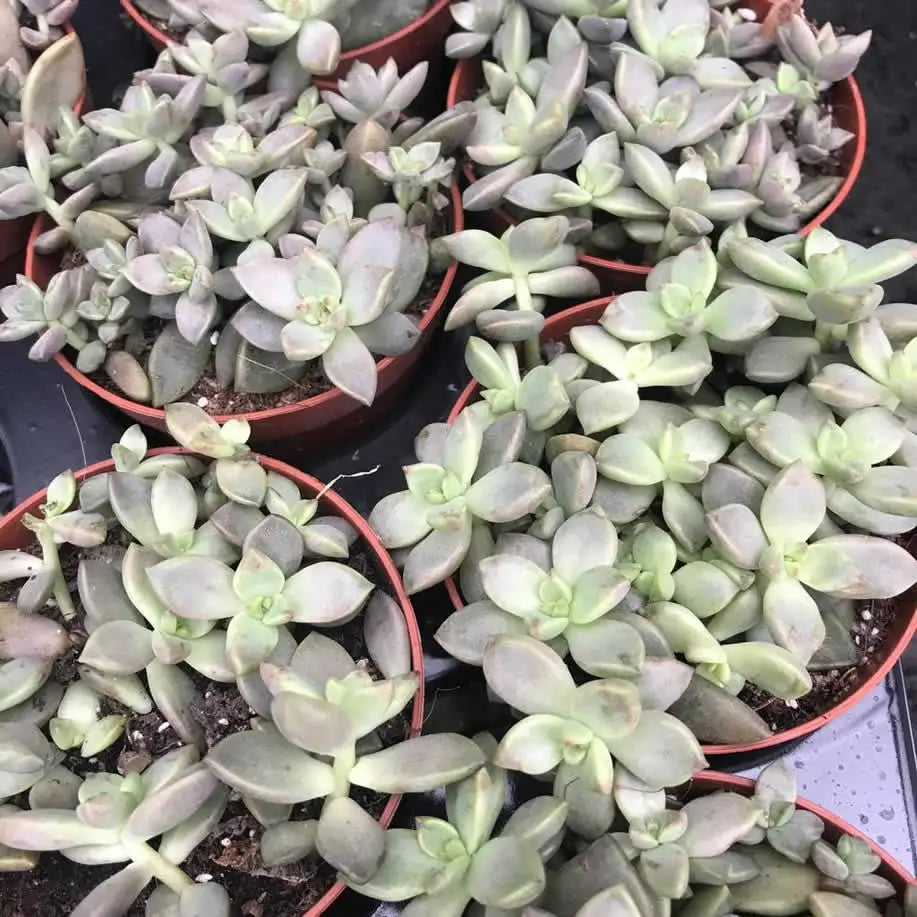 Buy Sedum 'Bordeauxhart' online
