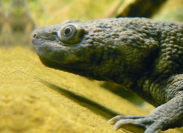 Sharp-Ribbed Newt Care Sheet – Habitat, Diet, and Tips