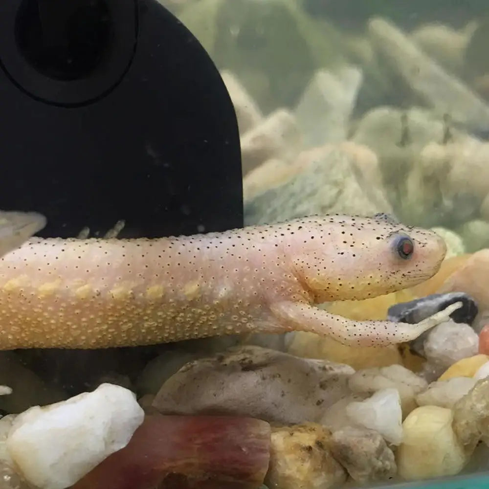 Buy Sharp Ribbed Newt Setup online