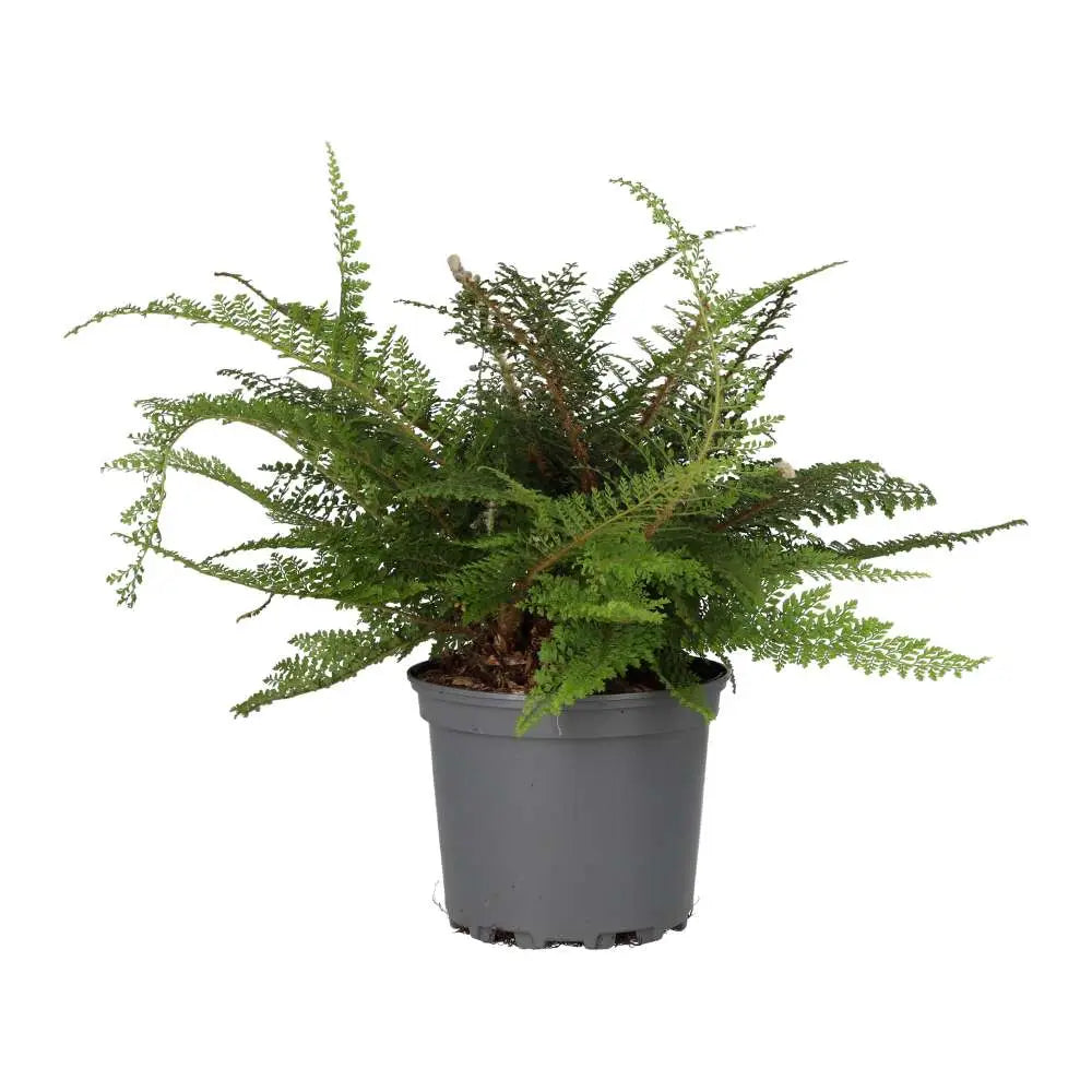 Shield Fern (Polystichum setiferum)