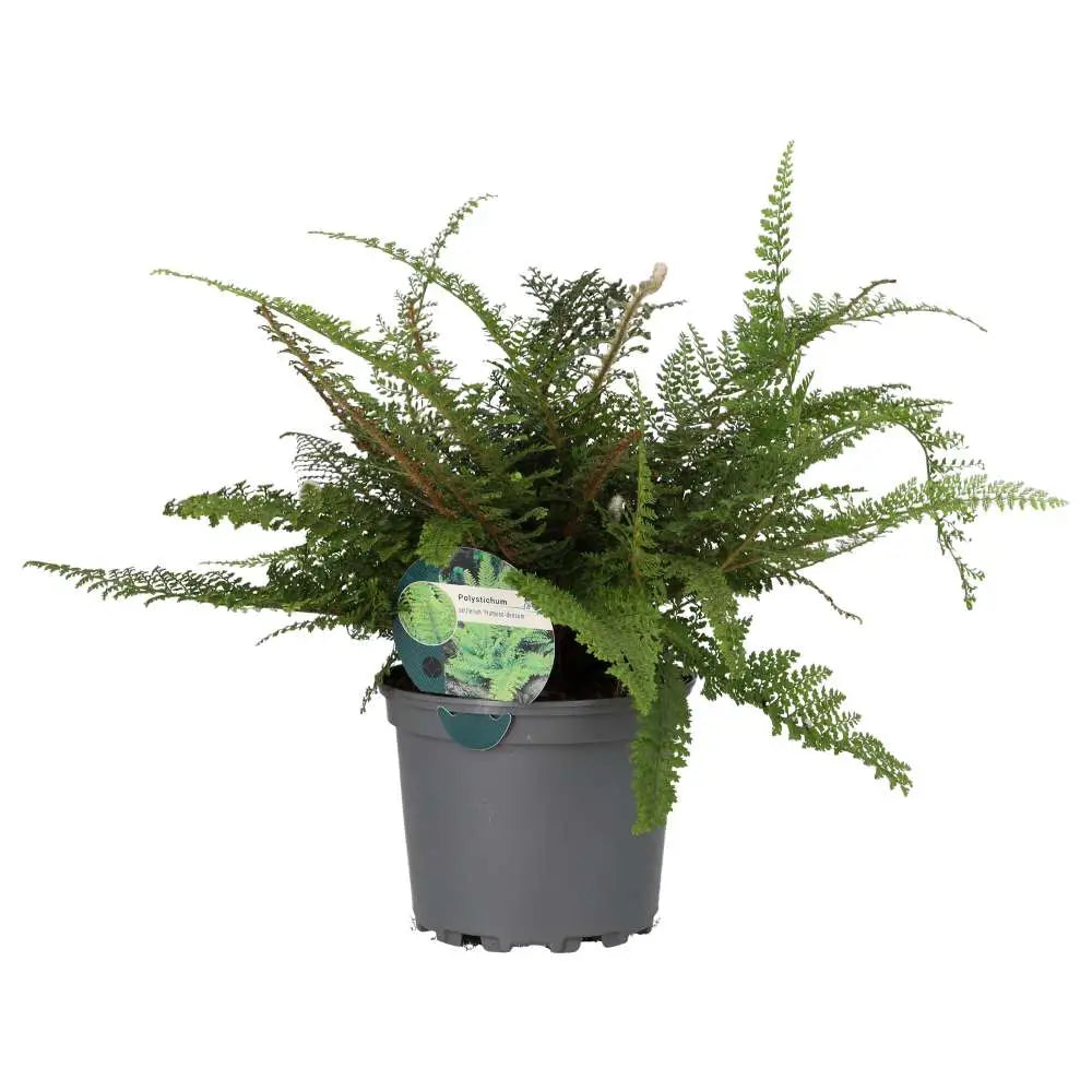 Shield Fern (Polystichum setiferum)