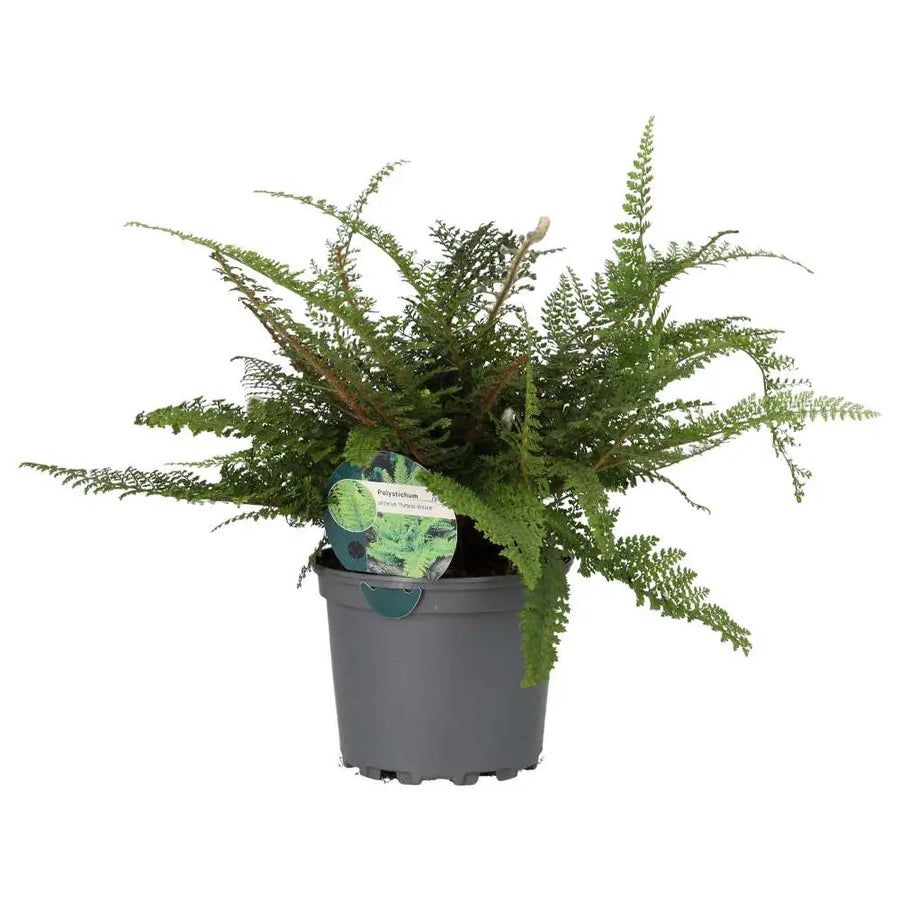 Shield Fern (Polystichum setiferum)
