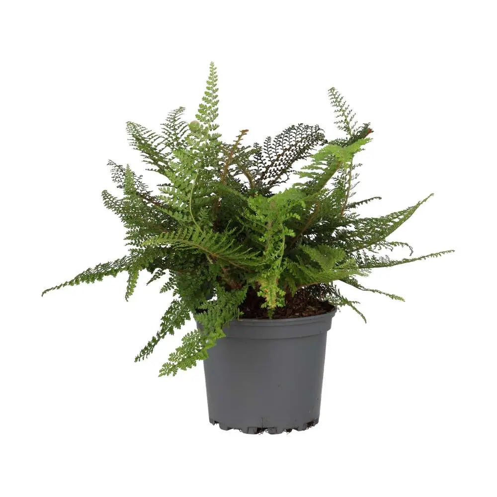 Shield Fern (Polystichum setiferum)