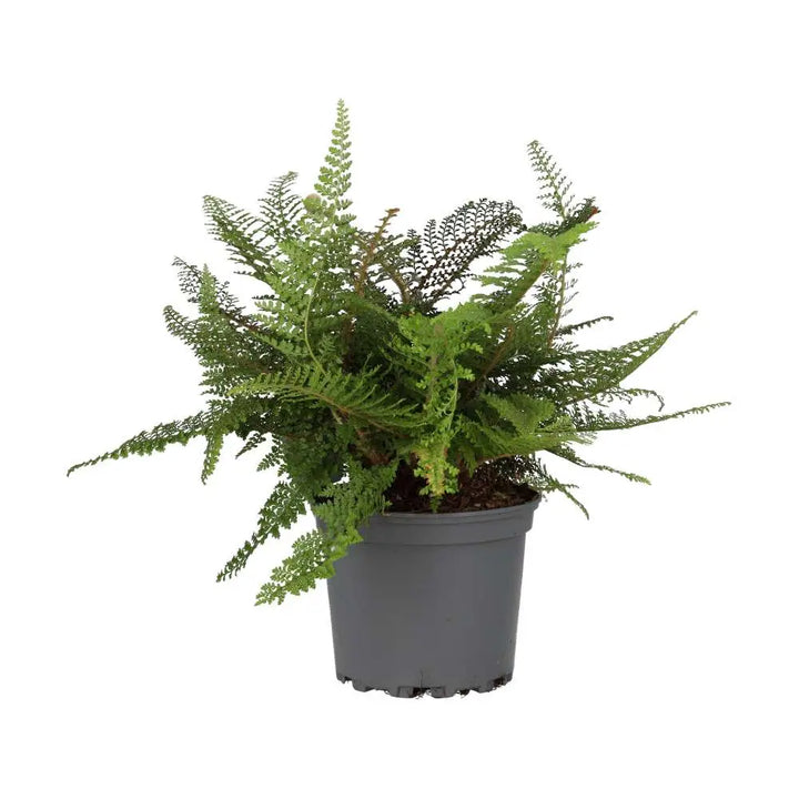Shield Fern (Polystichum setiferum)