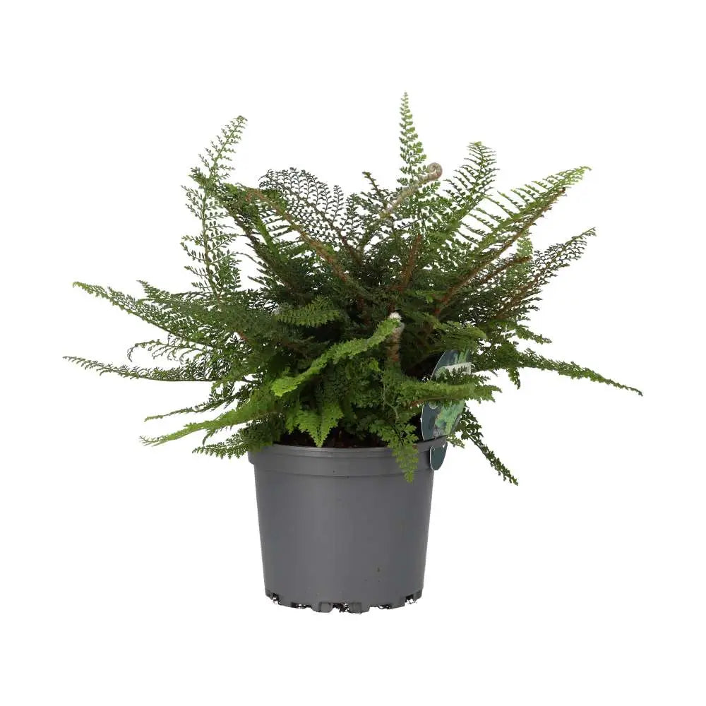 Shield Fern (Polystichum setiferum)