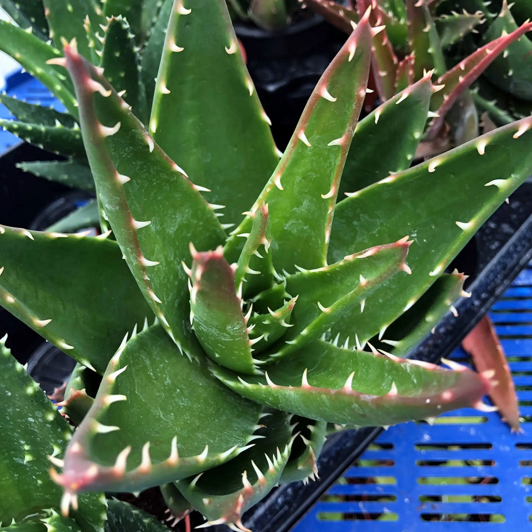 Buy Short-Leaf Aloe (Aloe brevifolia) (PPL000) Online at £3.79 from Reptile Centre