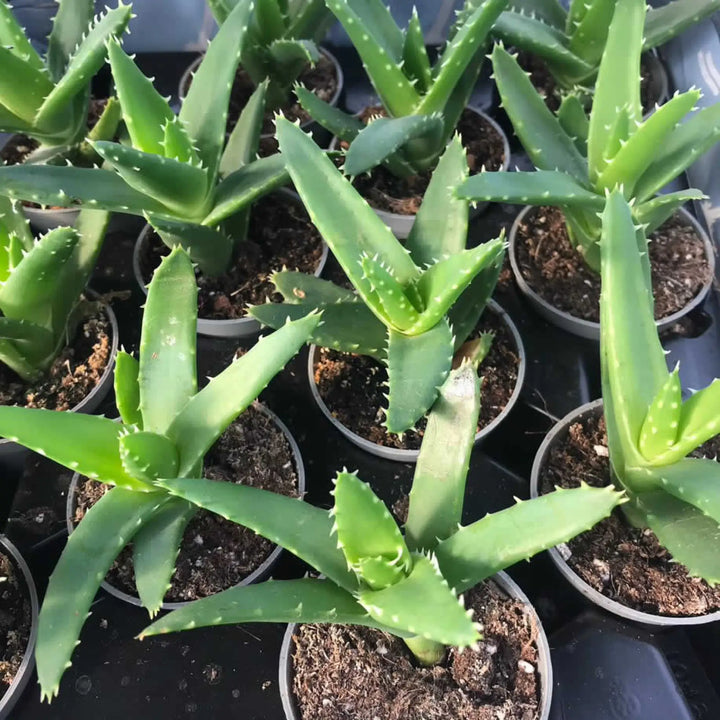 Buy Short-Leaf Aloe (Aloe brevifolia) (PPL000S) Online at £3.79 from Reptile Centre