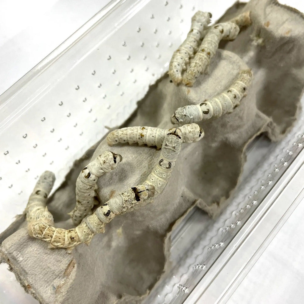 Buy Silkworms (A303) Online at £4.49 from Reptile Centre