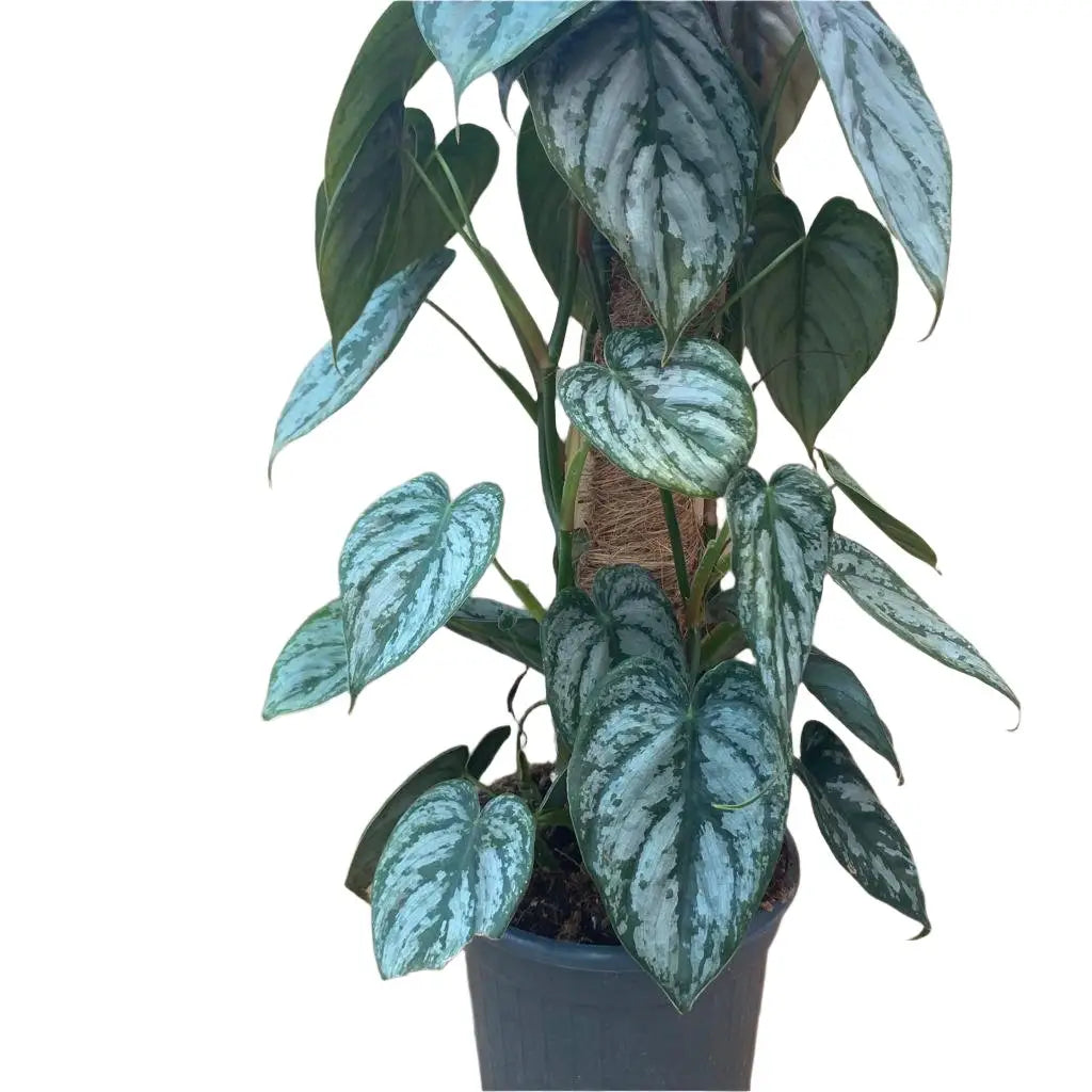 Buy Silver Leaf' Philodendron (Epipremnum amplissimum) online