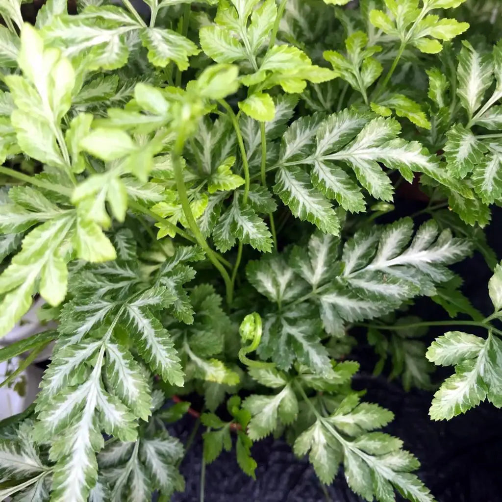 Buy Slender Brake Fern (Pteris ensiformis) online