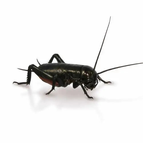 Small Crickets 4 5mm