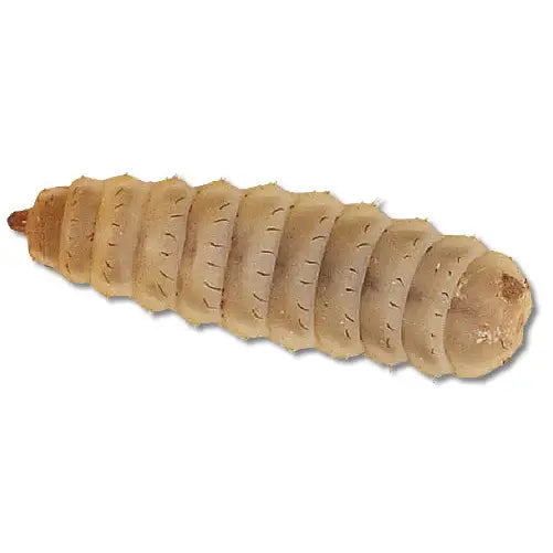 Small Calciworms 250 pack 4 8mm