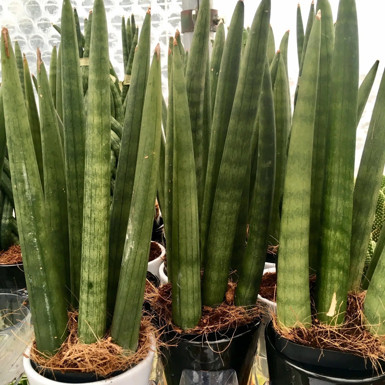 Buy Snake Plant (Sansevieria mikado) online