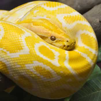 Snakes