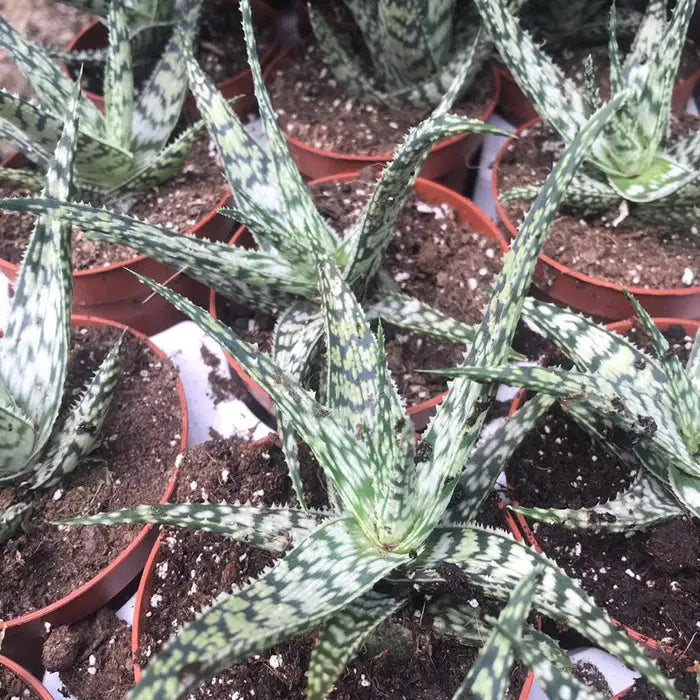 Buy Snowflake Aloe (Aloe rauhii 'Snow Flake') online