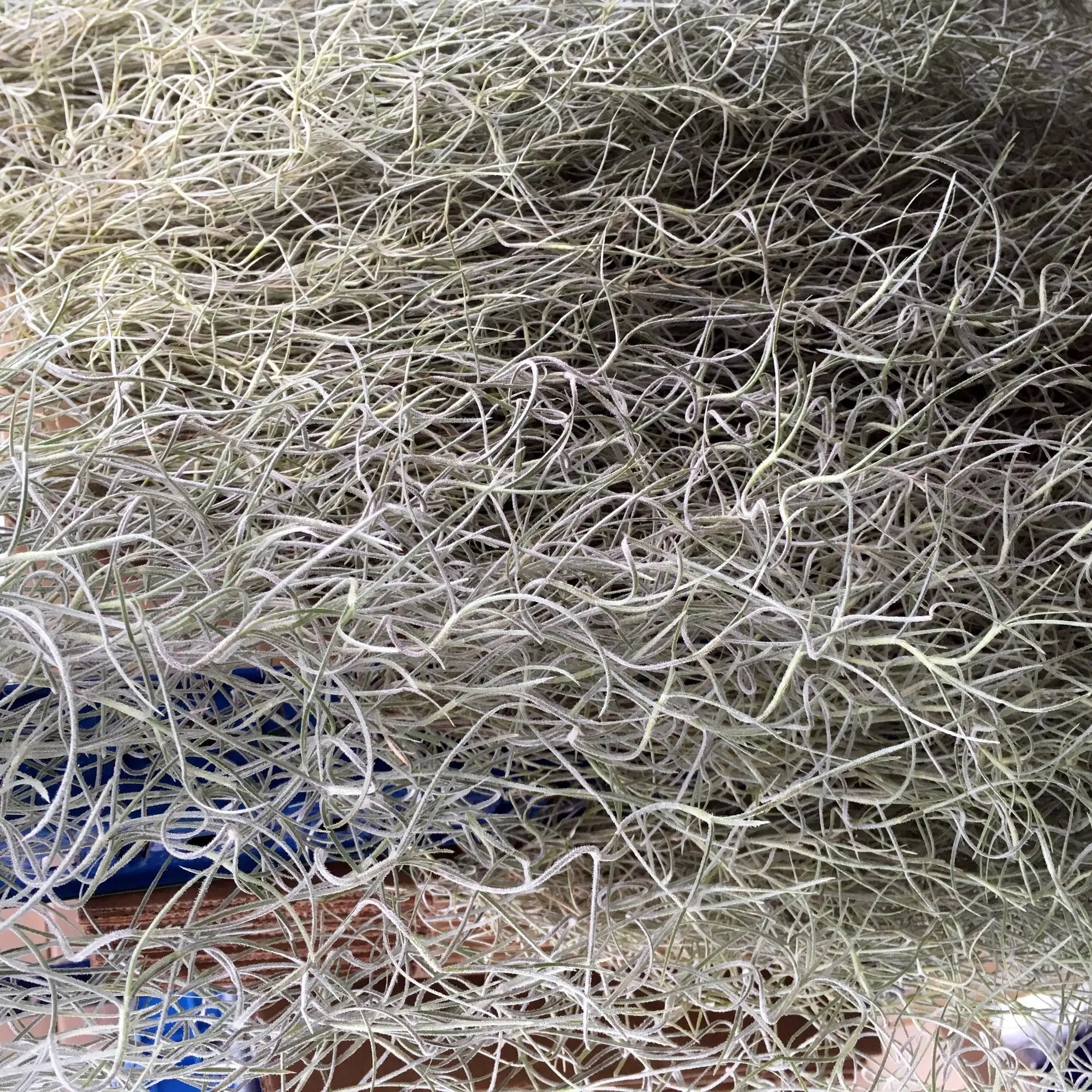 Spanish Moss (Tillandsia usneoides) - Standard