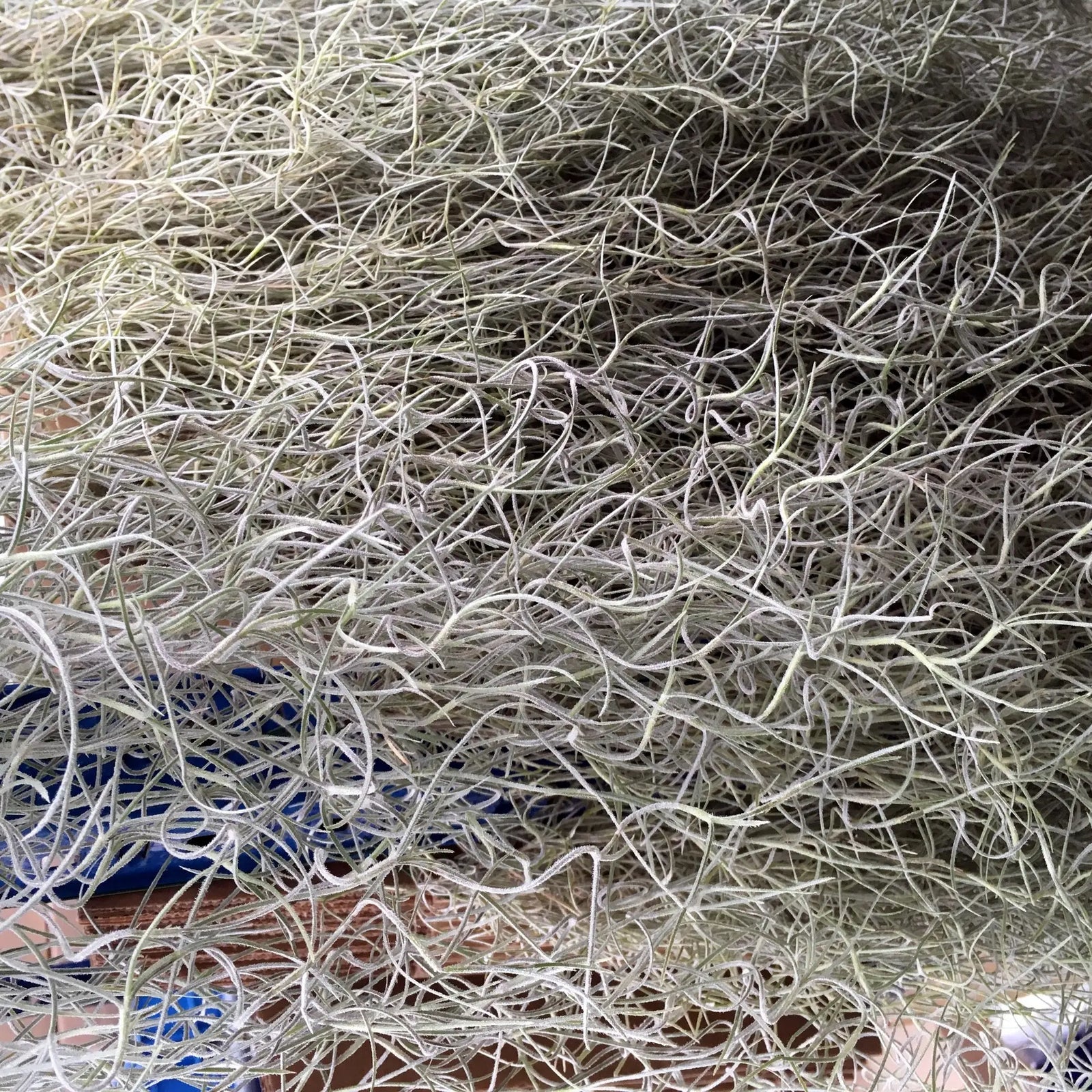 Buy Spanish Moss (Tillandsia usneoides) online