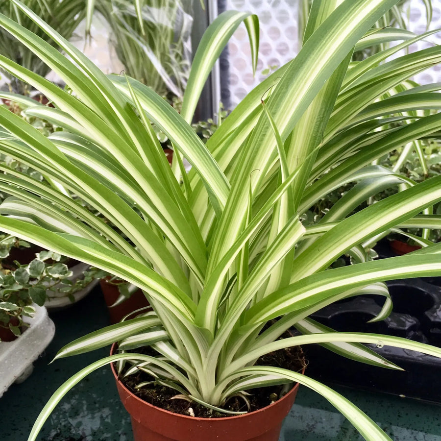 Buy Spider Plant (Chlorophytum comosum) (PPL206L) Online at £7.59 from Reptile Centre