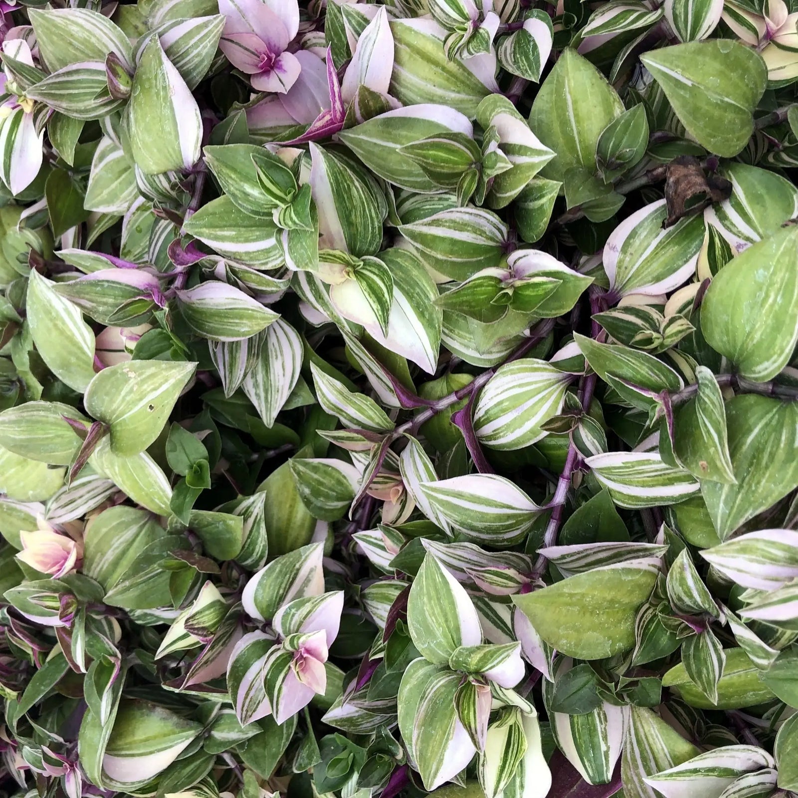 Buy Spiderwort (Tradiscantia sp.) online