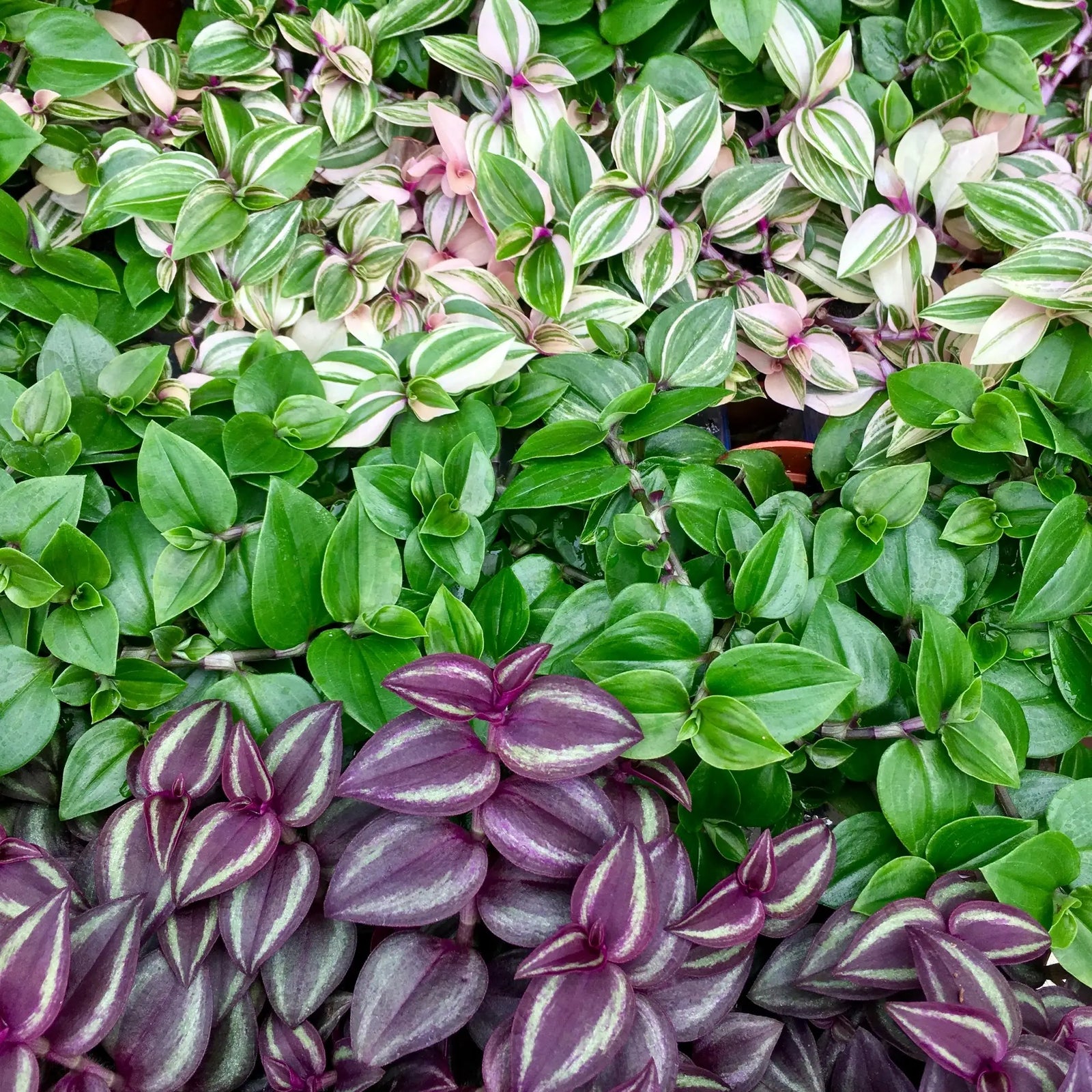 Buy Spiderwort (Tradiscantia sp.) online
