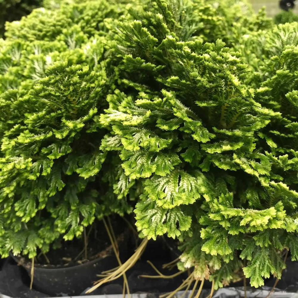 Buy Spike Moss (Selaginella sp.) (PPL258L) Online at £6.64 from Reptile Centre