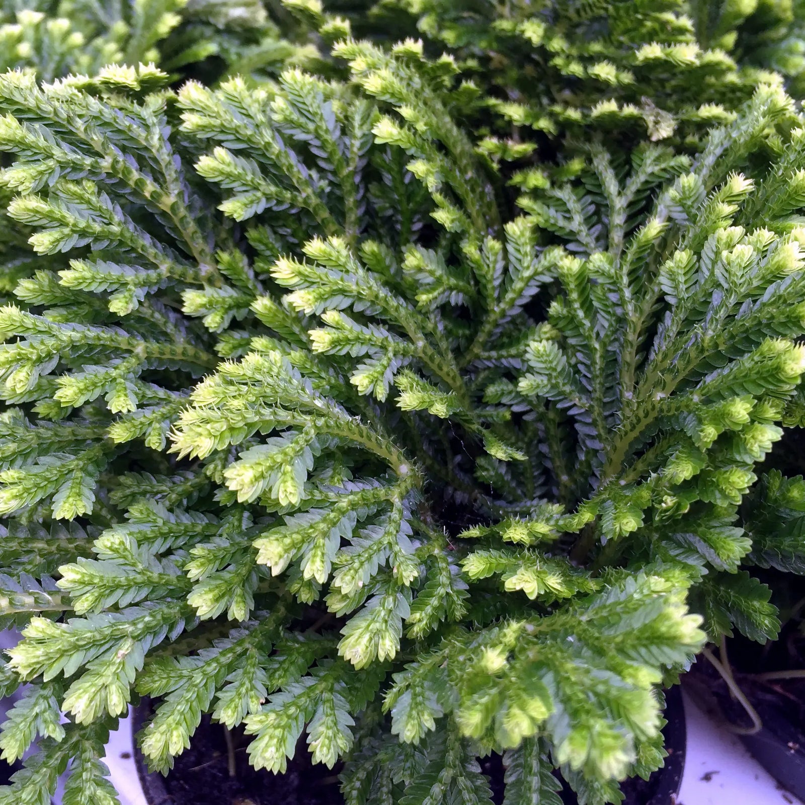 Buy Spike Moss (Selaginella sp.) online