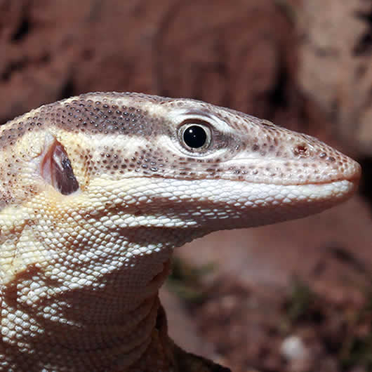 Ackie monitor close up of face. 