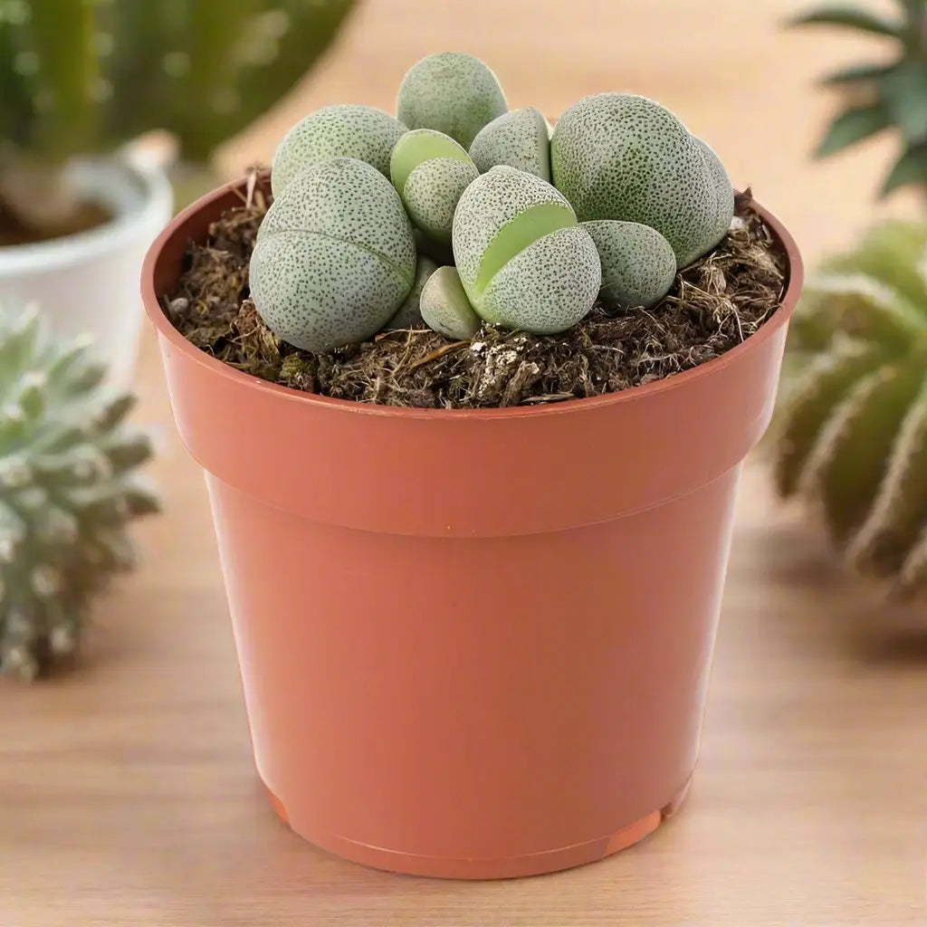 Buy Split Rock (Pleiospilos nelii) online