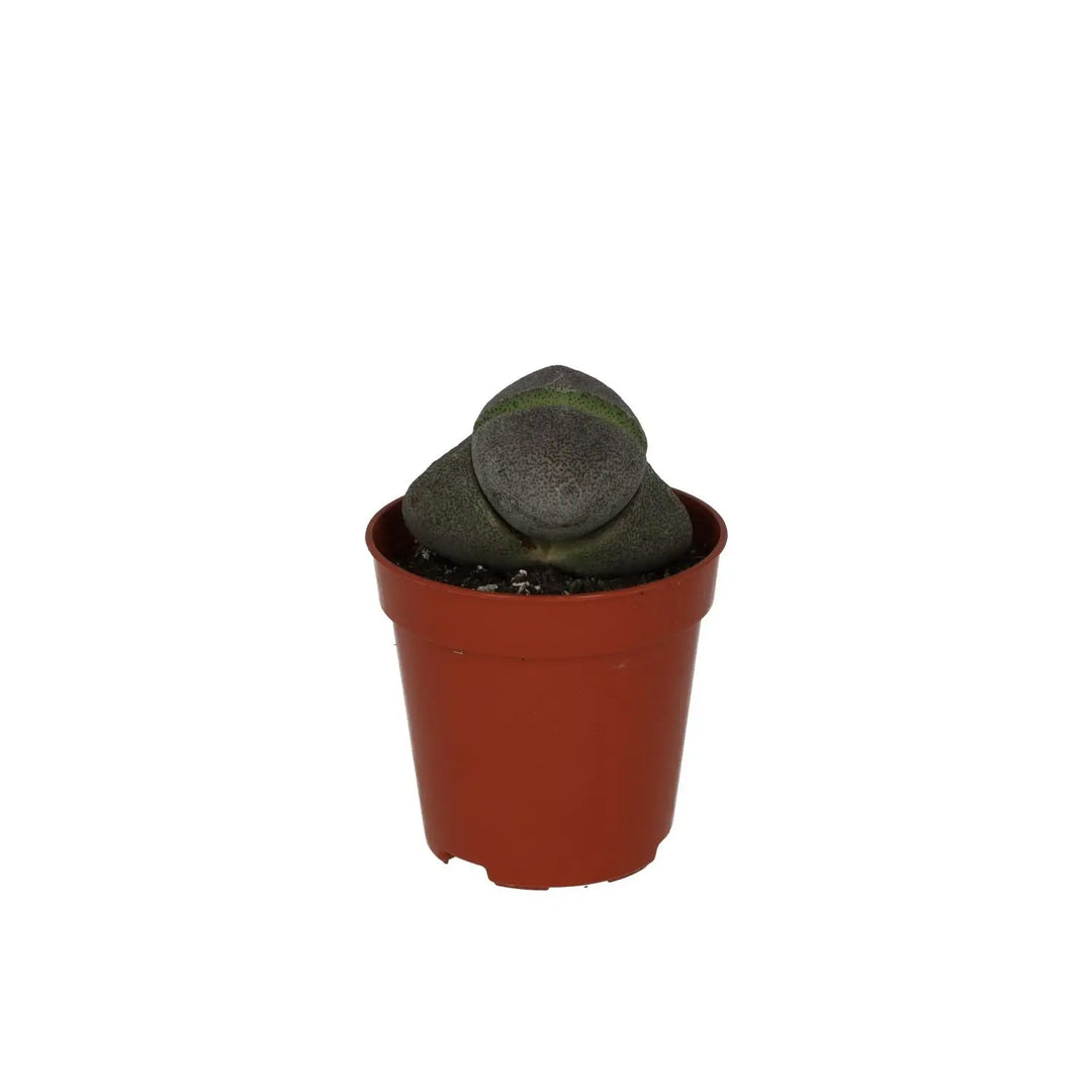 Buy Split Rock (Pleiospilos nelii) online