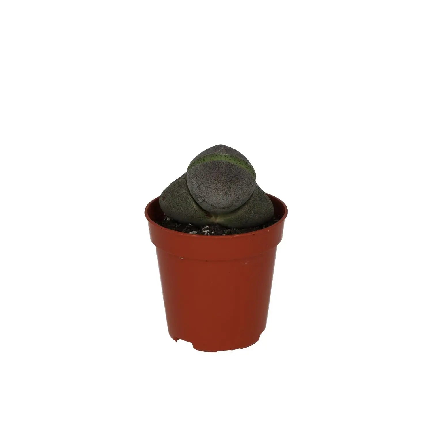 Buy Split Rock (Pleiospilos nelii) online
