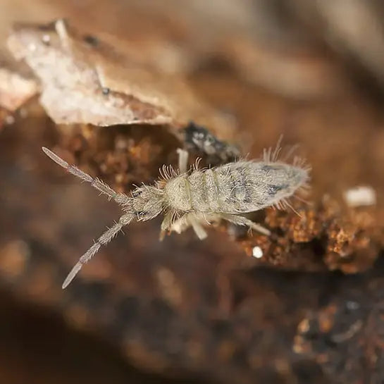 Buy Springtails - Colony online