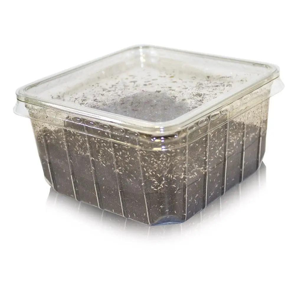 Buy Springtails - Colony online