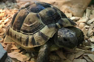 Spur-thighed Tortoise Setup