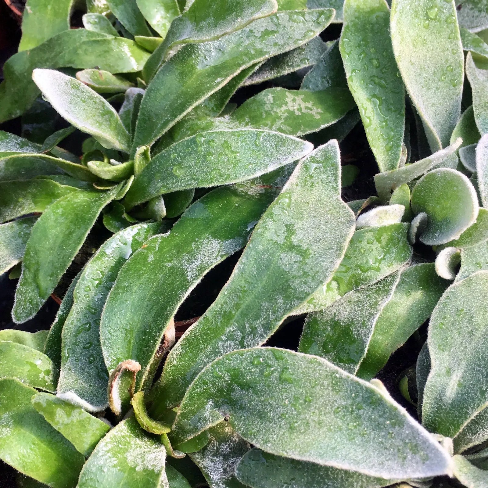 Buy Staghorn Fern (Platycerium ellisii) online